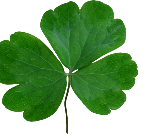 Transparent Saint Patricks Day Republic Of Ireland Holiday Leaf Green for St Patricks Day