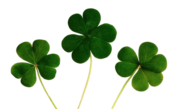 Transparent Luck Fourleaf Clover Superstition Leaf Green for St Patricks Day