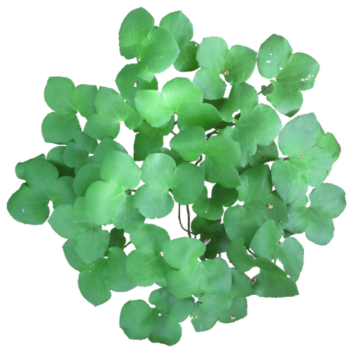 Transparent Hepatica Plant English Oak Shamrock Leaf for St Patricks Day