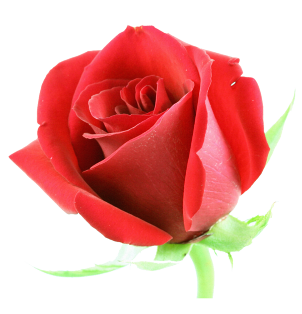 Transparent Rose Flower Red Pink for Valentines Day