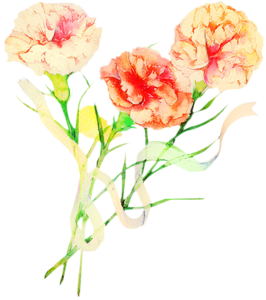 Transparent Flower Carnation Mothers Day Cut Flowers for Mothers Day