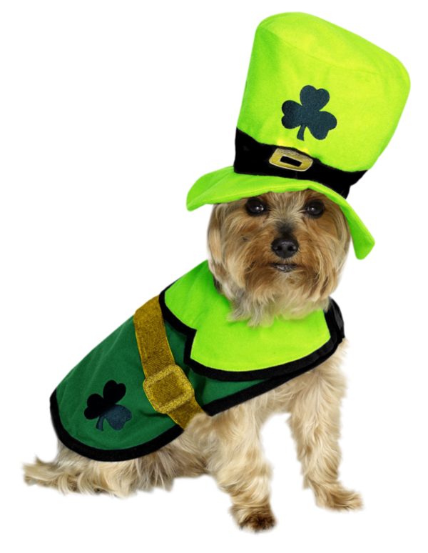 Transparent Saint Patrick S Day Dog Clothing Companion Dog for St Patricks Day