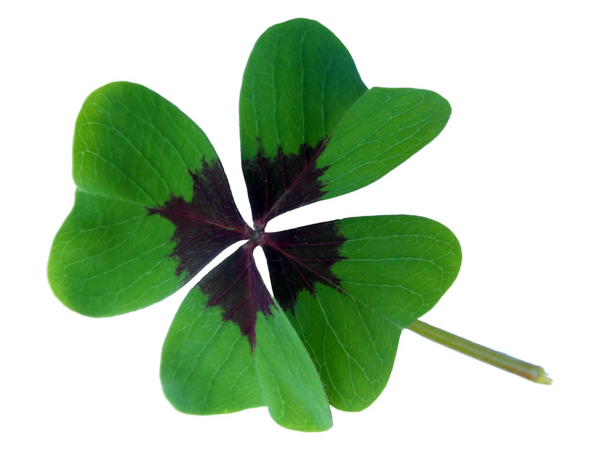 Transparent Fourleaf Clover Luck Plant Leaf for St Patricks Day