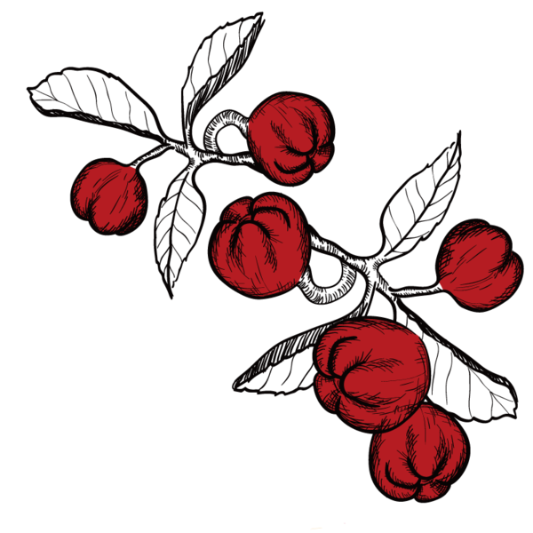 Transparent Frutti Di Bosco Fruit Heart Rose Order Petal for Valentines Day