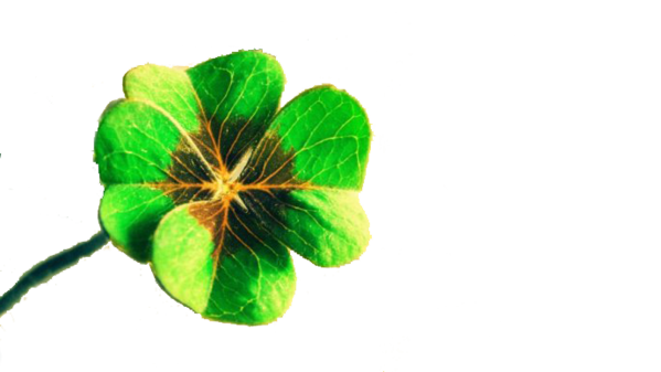 Transparent Luck Fourleaf Clover Ladybird Plant Leaf for St Patricks Day