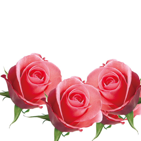 Transparent Beach Rose Template Gratis Pink Plant for Valentines Day