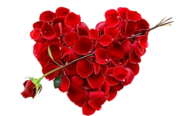 Transparent Valentines Day Wish Love Red Flower for Valentines Day