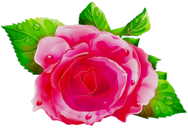 Transparent Garden Roses Cabbage Rose Floribunda Pink for Valentines Day