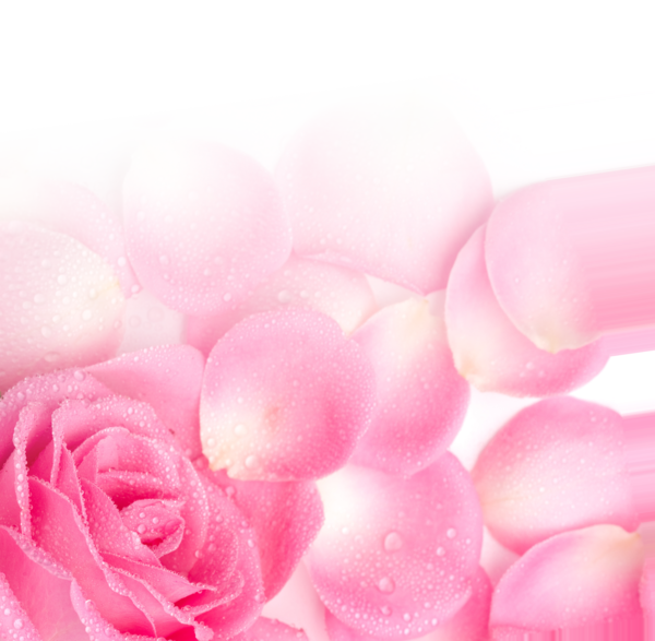 Transparent Garden Roses Pink Petal Heart for Valentines Day