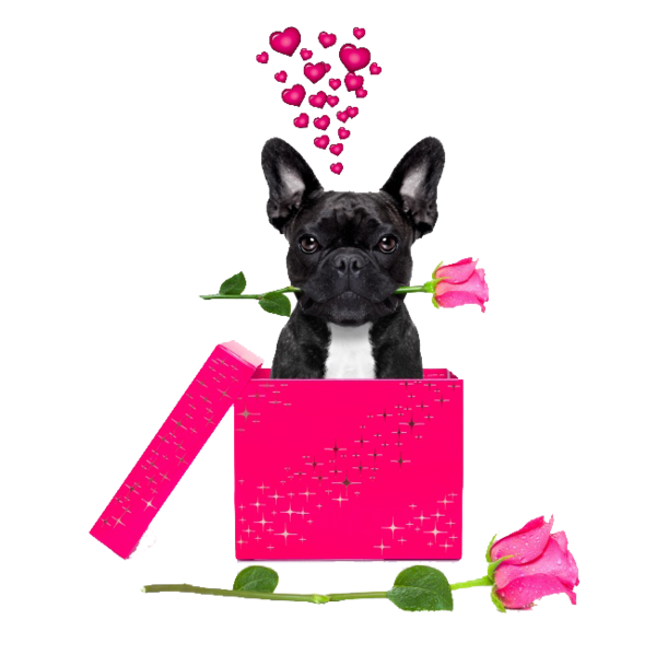 Transparent French Bulldog Bulldog Chihuahua Pink Fawn for Valentines Day
