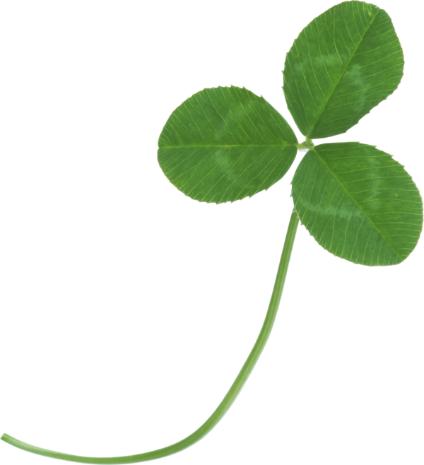 Transparent Clover Four Leaf Clover Leaf Plant for St Patricks Day