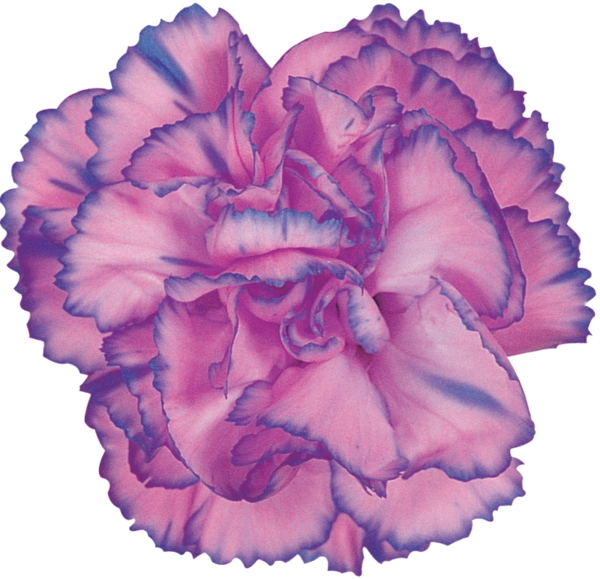 Transparent Carnation Cut Flowers Flower Pink for Mothers Day