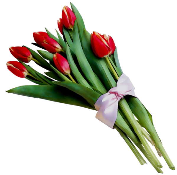 Transparent Tulip International Womens Day Flower for Mothers Day