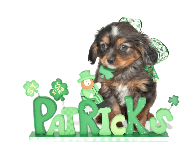 Transparent Puppy Cavapoo Saint Patricks Day Dog for St Patricks Day