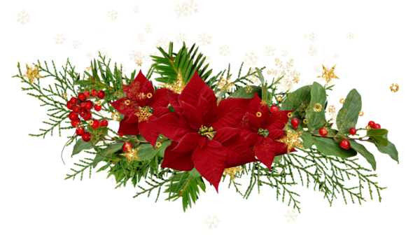 Transparent Clip Art Christmas Christmas Crafts Poinsettia Flower Plant for Christmas