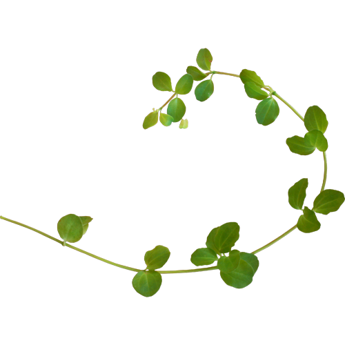 Transparent Plant Green Vine Leaf for St Patricks Day