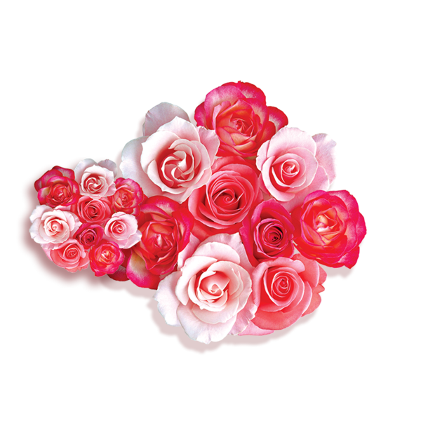 Transparent Garden Roses Beach Rose Flower Pink Heart for Valentines Day