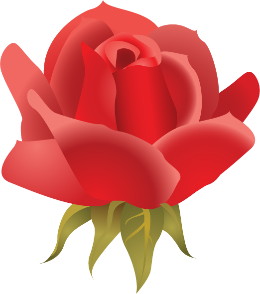 Transparent Garden Roses Flower Beach Rose Petal Red for Valentines Day