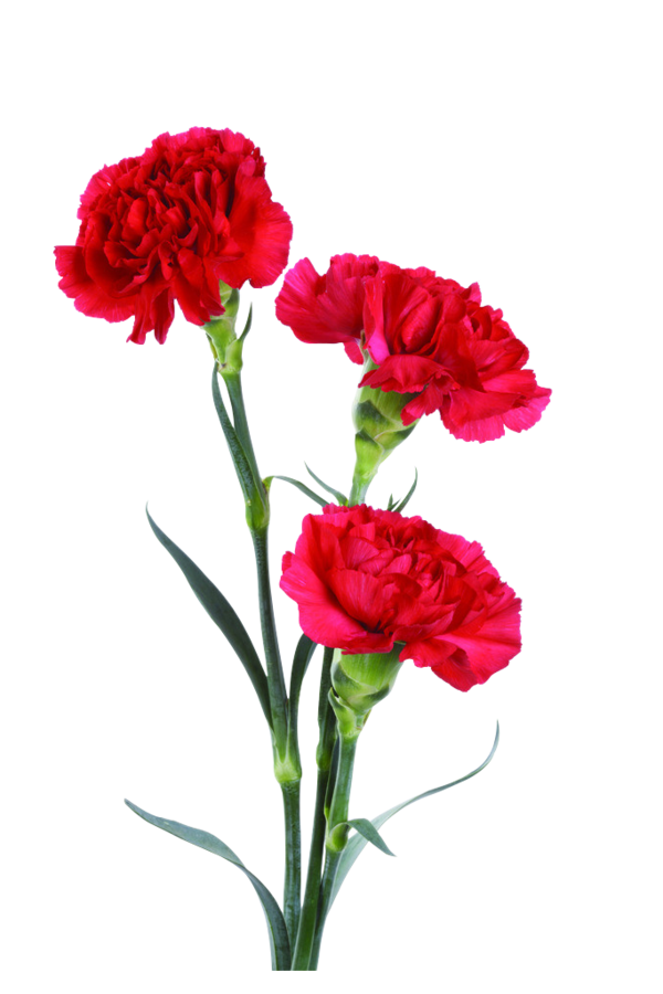 Transparent Flower Flower Bouquet Carnation Red for Mothers Day