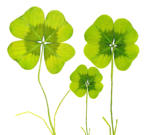Transparent Fourleaf Clover Clover Baidu Wangpan Plant Flora for St Patricks Day