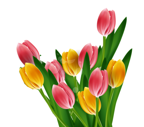 Transparent Tulip Mothers Day Cut Flowers Plant Flower for Mothers Day