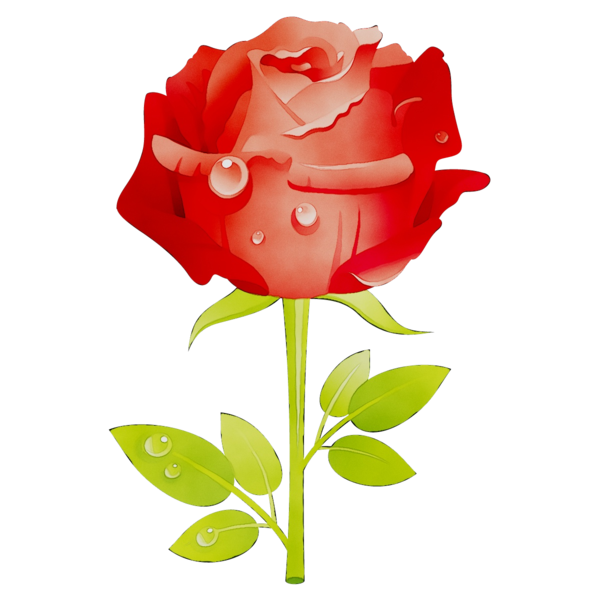 Transparent Mothers Day Mother Rose Flower Red for Mothers Day