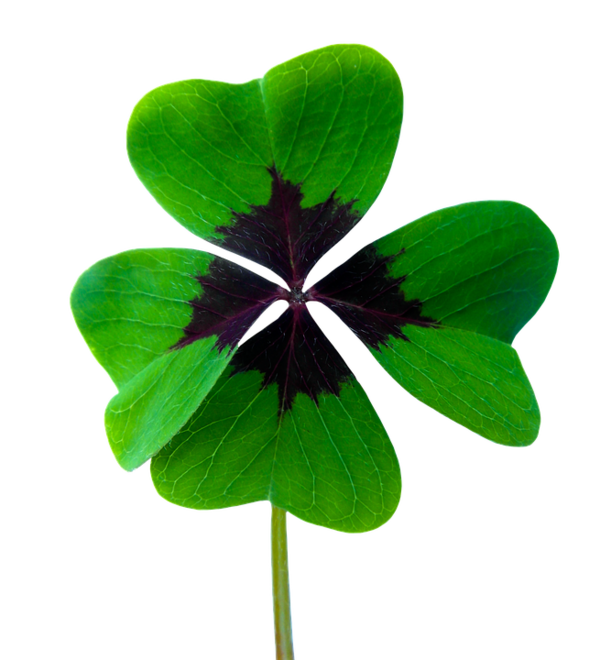 Transparent Luck Fourleaf Clover New Year Plant Flower for St Patricks Day