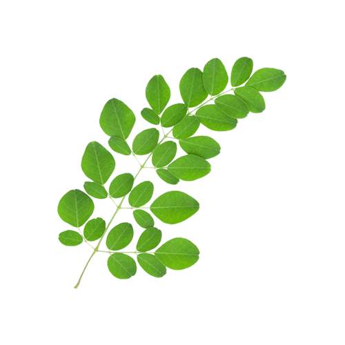 Transparent Drumstick Tree Nutrient Mineral Plant Leaf for St Patricks Day