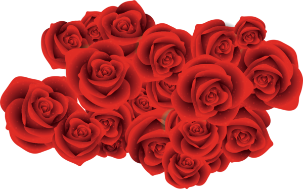 Transparent Garden Roses Beach Rose Red Petal Heart for Valentines Day