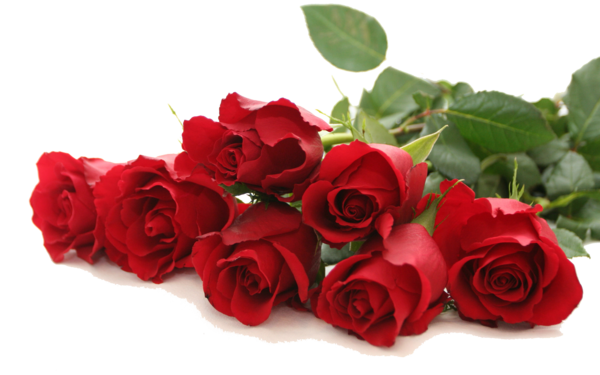 Transparent Rose Red Flower Petal Plant for Valentines Day