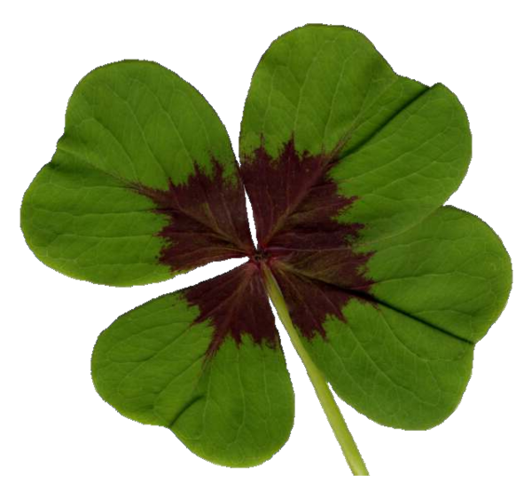 Transparent Fourleaf Clover Clover Directory Petal Plant for St Patricks Day