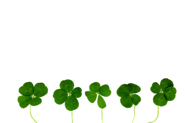 Transparent Fourleaf Clover Clover Oxalis Tetraphylla Plant Leaf for St Patricks Day