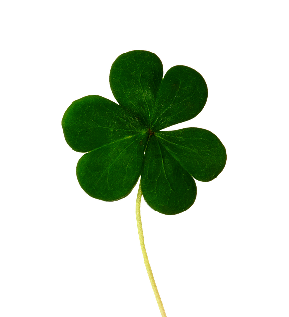 Transparent Saint Patrick S Day Republic Of Ireland Luck Shamrock Plant for St Patricks Day