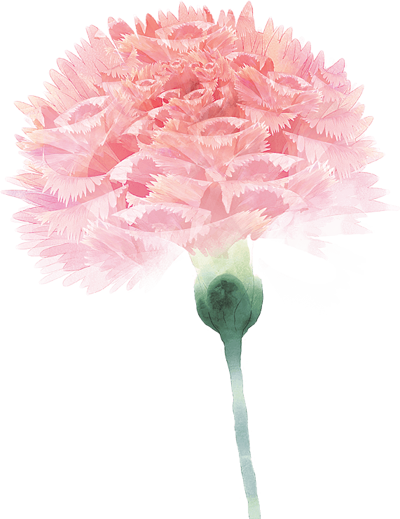 Transparent Carnation Flower Floral Design Pink for Mothers Day