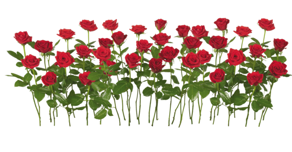 Transparent Rose Flower Shrub Petal Plant for Valentines Day