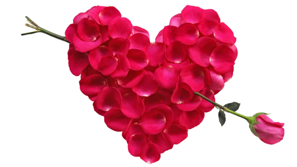 Transparent Flower Rose Heart for Valentines Day