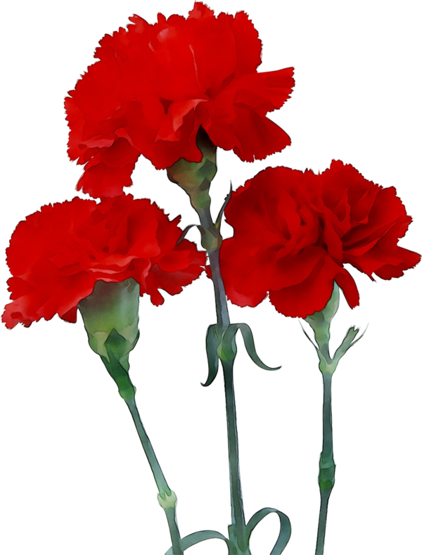Transparent Carnation Mothers Day Flower Red for Mothers Day