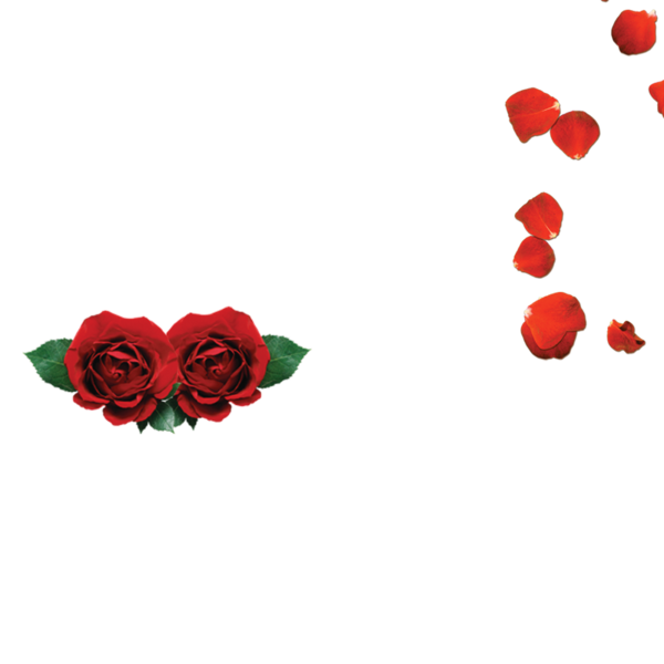 Transparent Garden Roses Beach Rose Petal Heart Flower for Valentines Day
