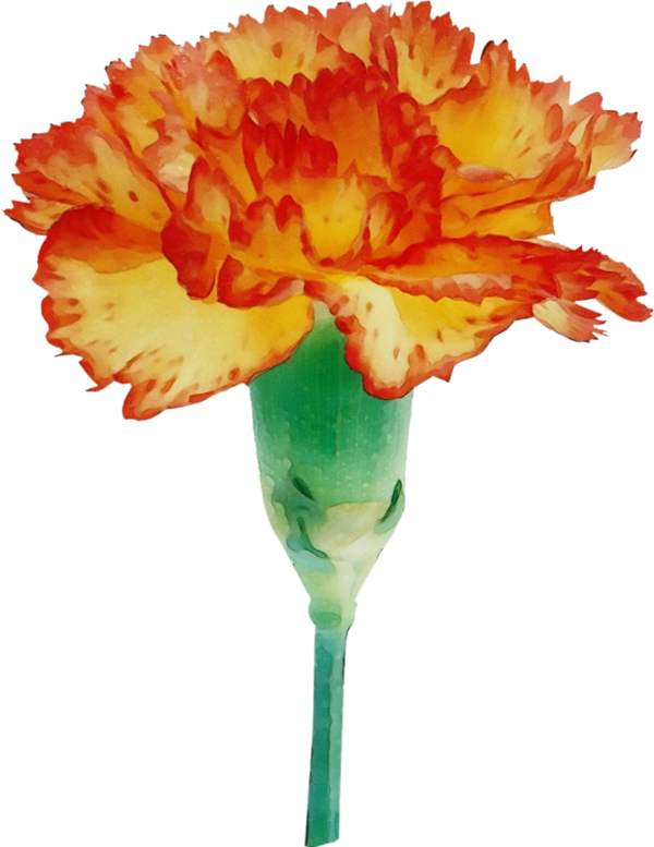 Transparent Carnation Drawing Flower Orange for Mothers Day