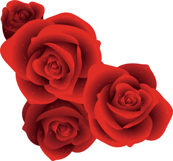 Transparent Garden Roses Beach Rose Floribunda Petal Plant for Valentines Day