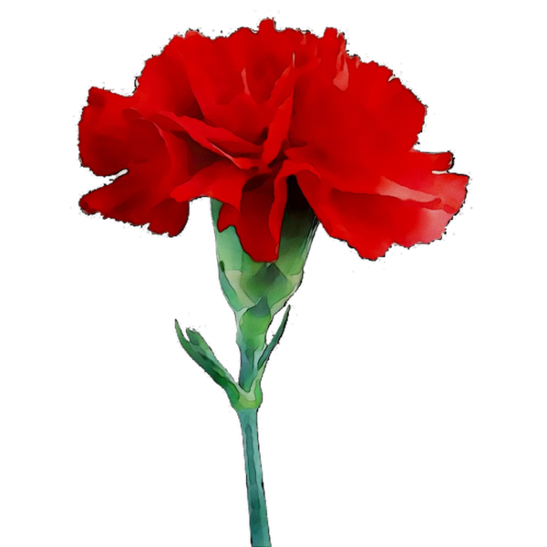 Transparent Carnation Flower Red Plant for Mothers Day