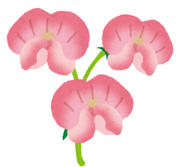 Transparent Sweet Pea Listeria Monocytogenes Hanakotoba Flower Pink for Mothers Day