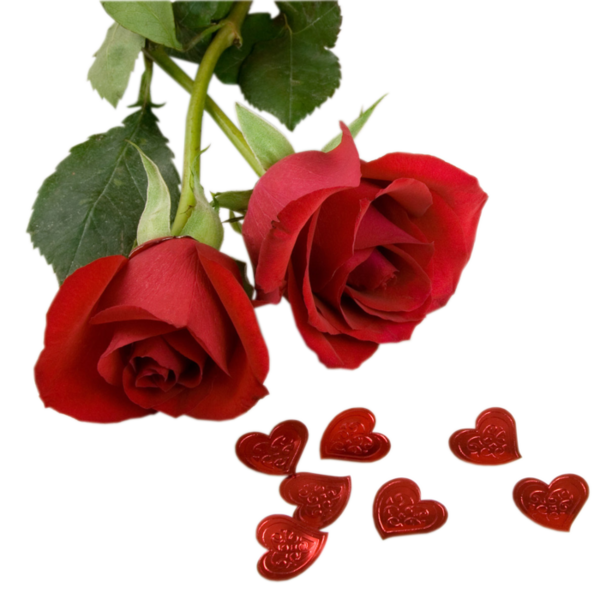 Transparent Rose Petal Flower Garden Roses for Valentines Day