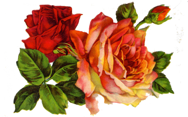 Transparent Rose Vintage Clothing Scrapbooking Petal Plant for Valentines Day