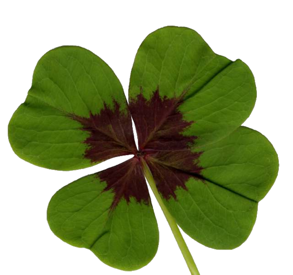 Transparent Iron Cross Fourleaf Clover Clover Leaf Plant for St Patricks Day