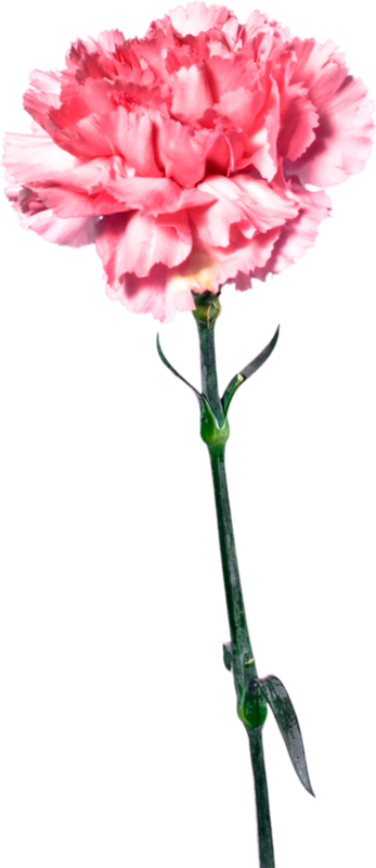 Transparent Carnation Garden Roses Pink Flower for Mothers Day
