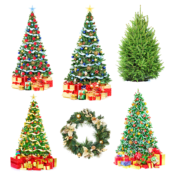 Transparent Poland Santa Claus Christmas Tree Fir Pine Family for Christmas