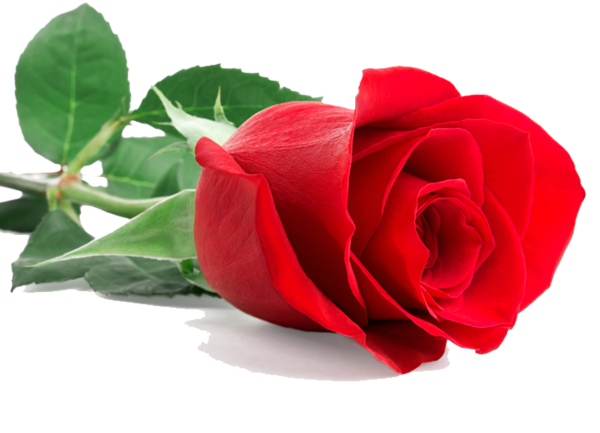 Transparent Rose Red Flower Plant for Valentines Day