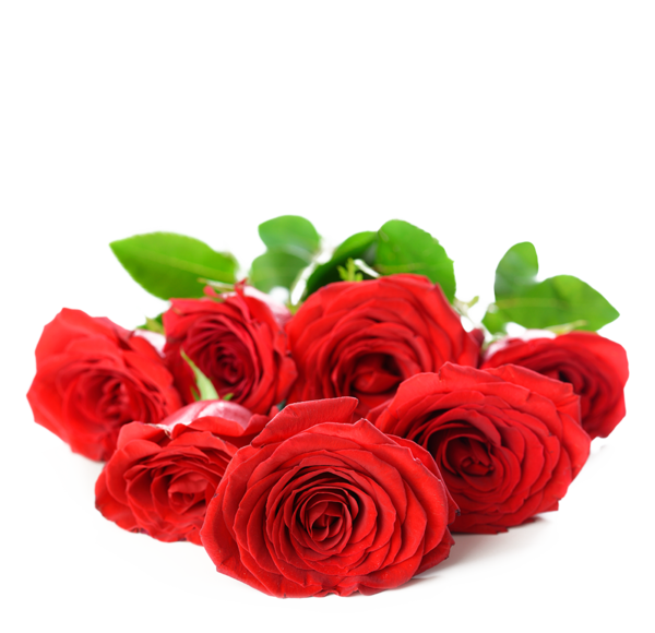 Transparent Damask Rose Flower Rose Petal Plant for Valentines Day