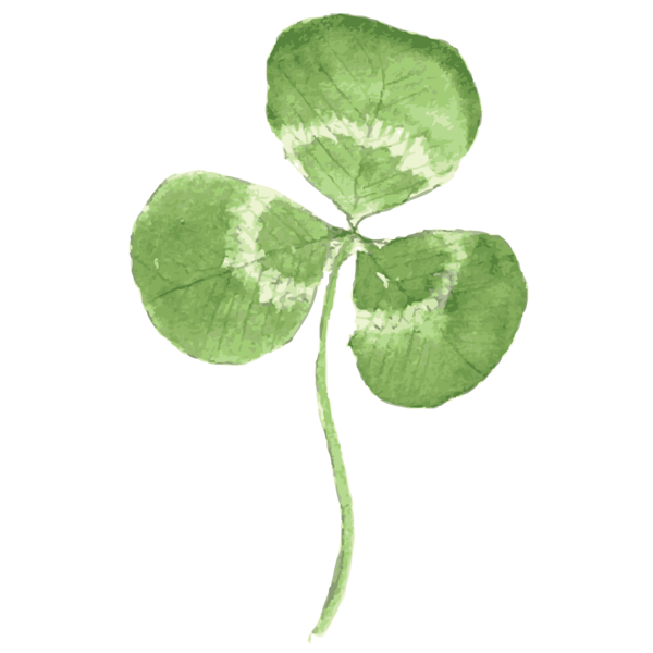 Transparent Clover Leaf Four Leaf Clover Plant for St Patricks Day